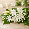 Jasmine Petals